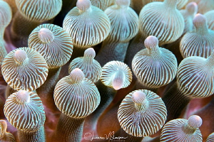 Bubbletip Anemones/Photographed with a Canon 100 mm macro... by Laurie Slawson 
